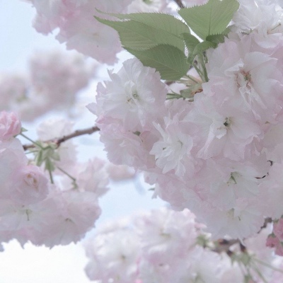 原创兽设世界观构建福瑞群